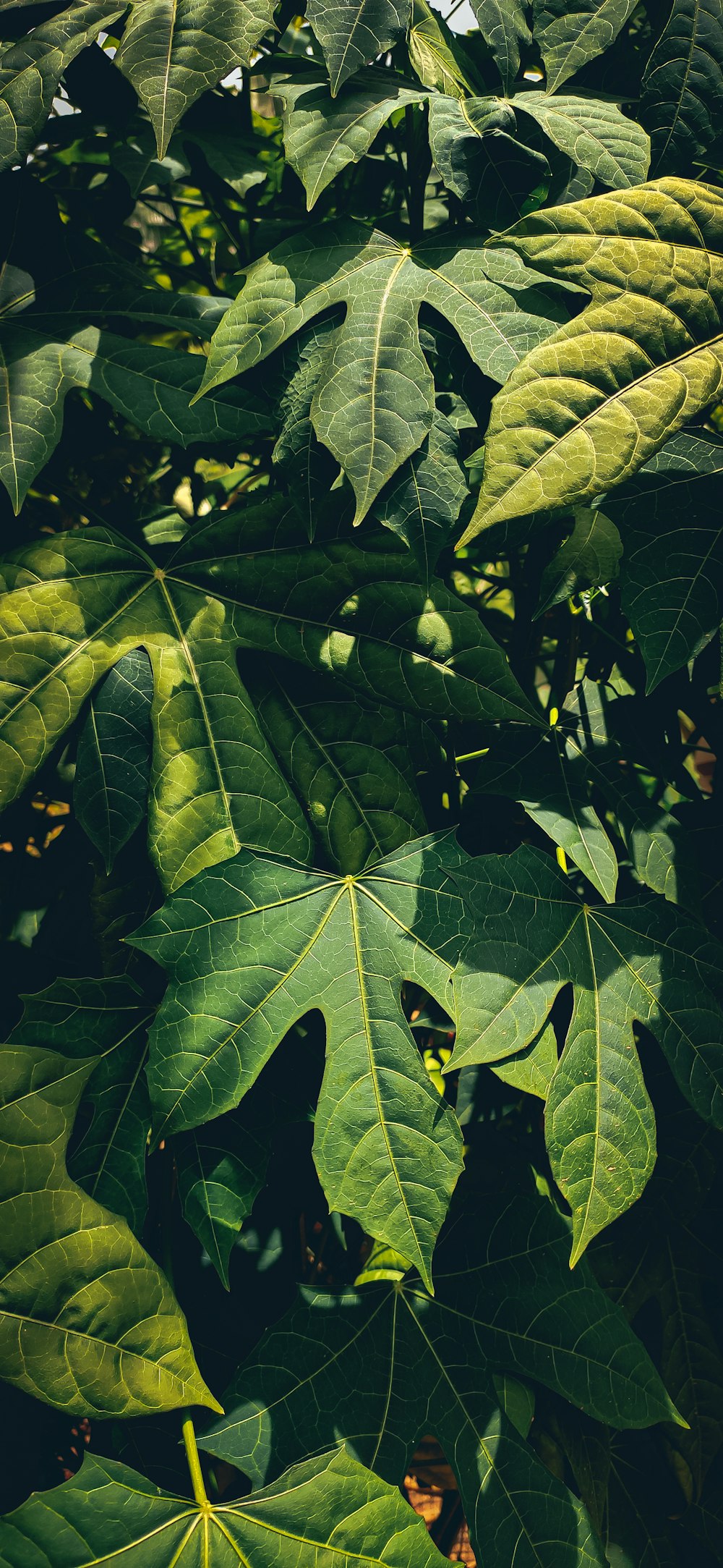 a group of leaves