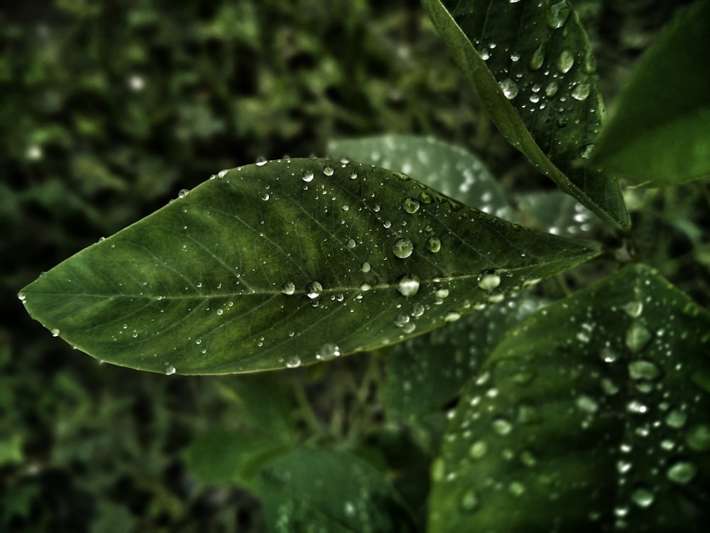 a close up of a leaf