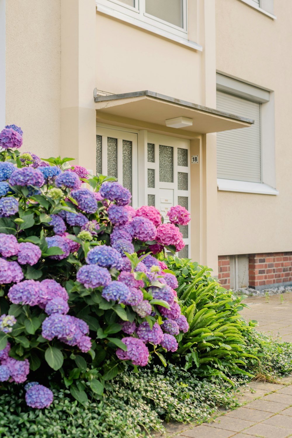 a bush with purple flowers in front of a house