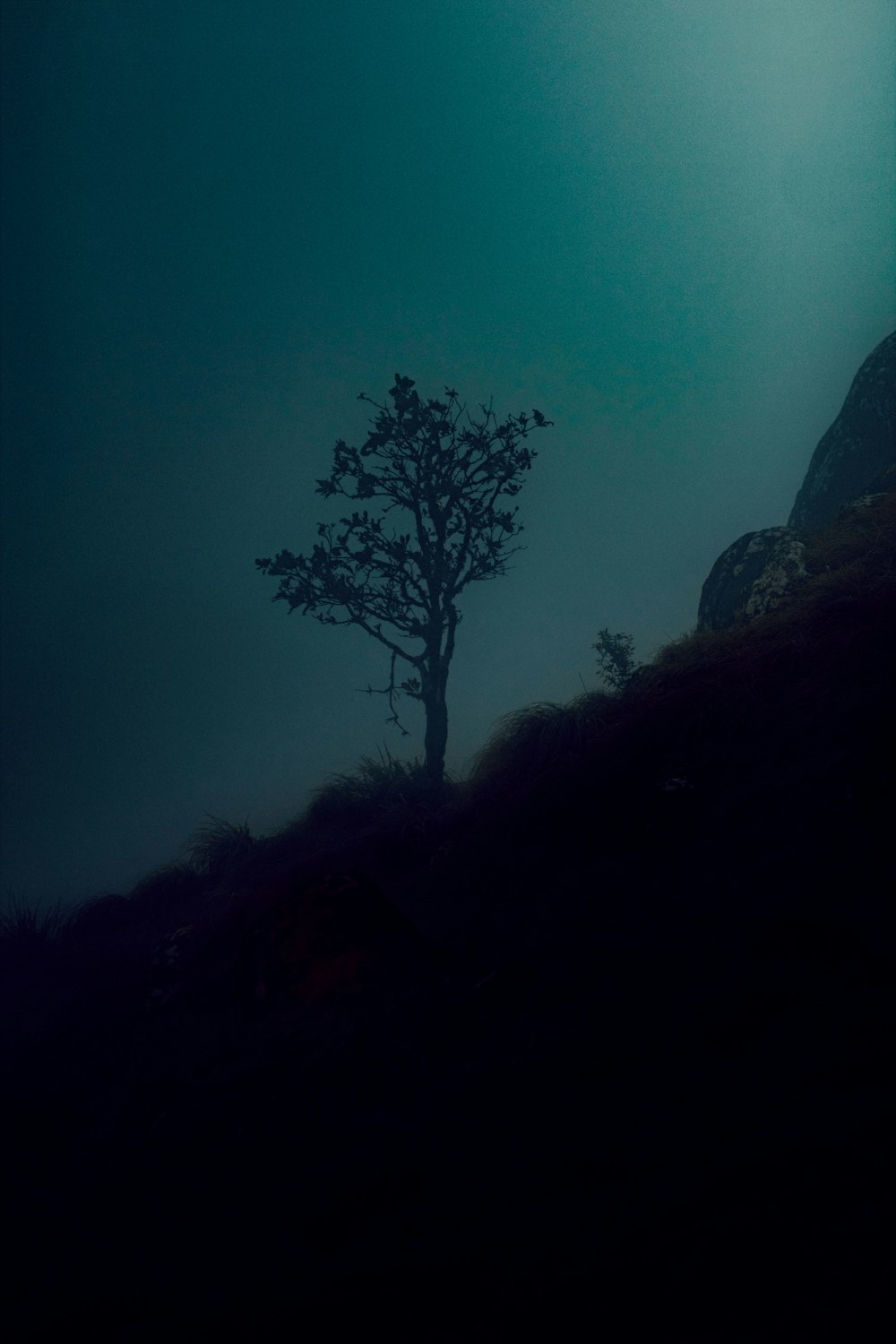 a tree in the fog