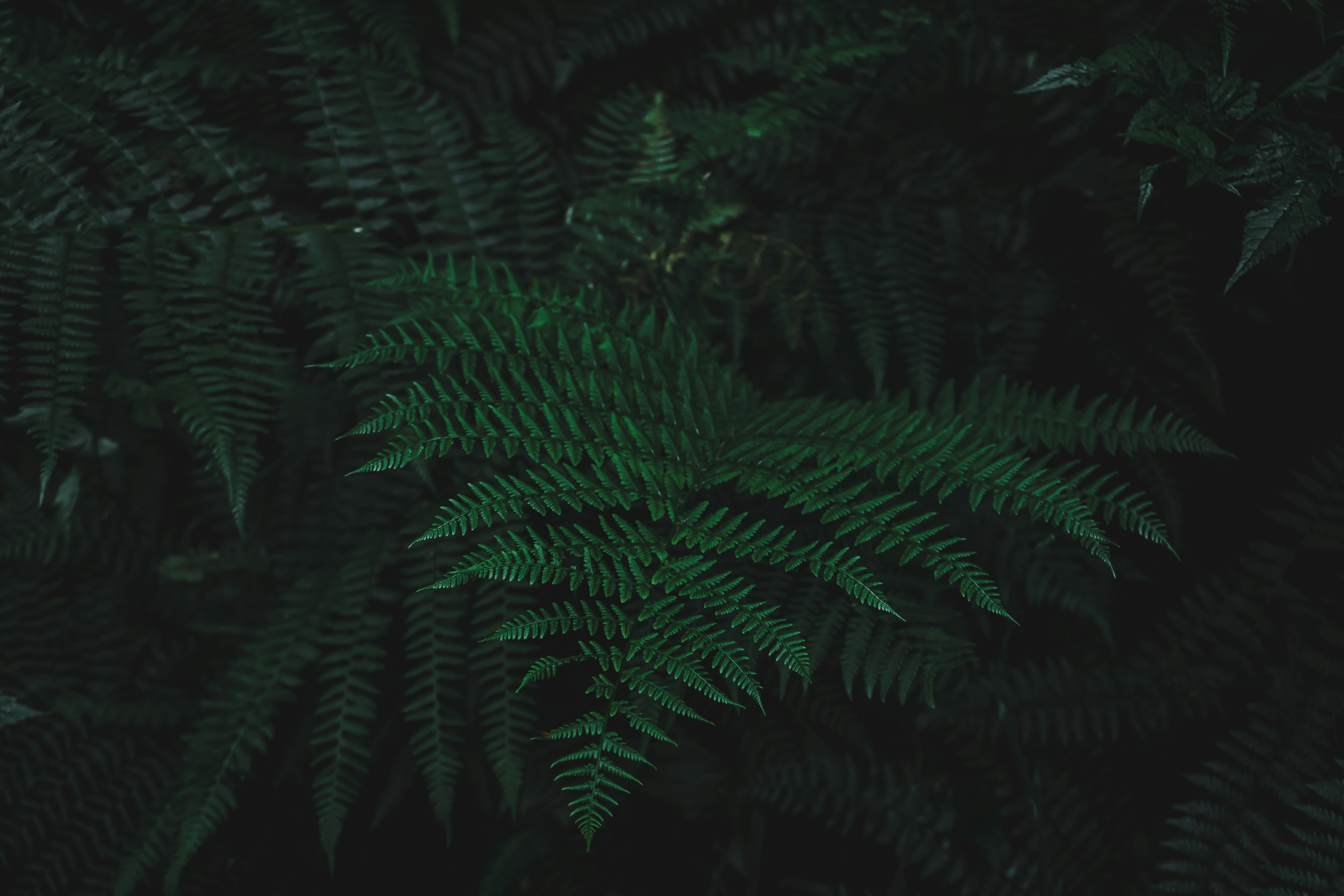 photo-1658129784975-8604e7d212a0?ixid=M3wxMjA3fDB8MXxzZWFyY2h8MTJ8fHdpbGRuZXRjYXNpbm8uY29tfGVufDB8fHx8MTc1NTgwMDA3NXww\u0026ixlib=rb-4.1.0