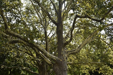 A large, mature tree with thick, sprawling branches and dense green foliage. The bark has a distinctive mottled pattern with patches of lighter and darker tones. Sunlight filters through the leaves, creating a dappled effect on the ground below.