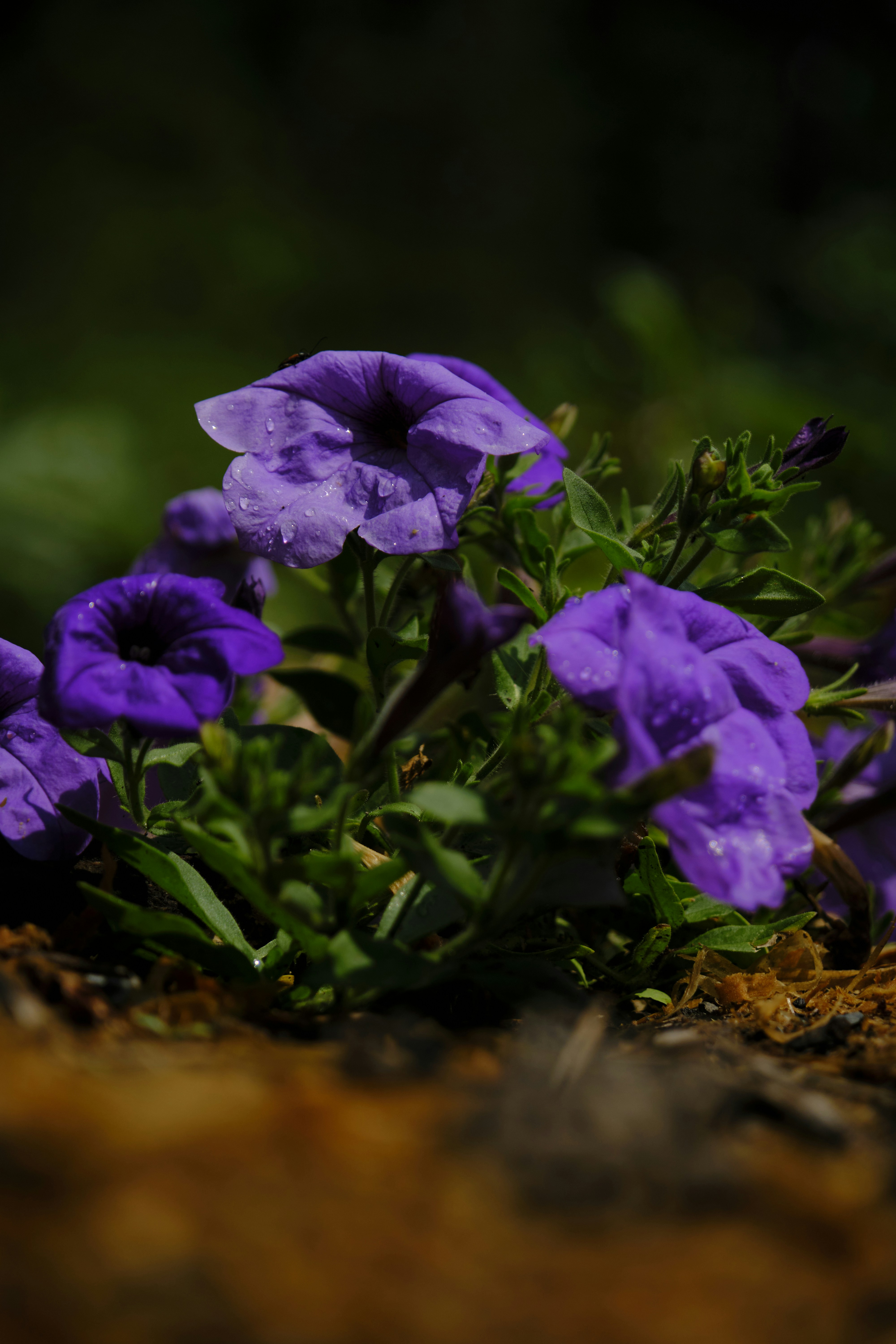 Photo by mrparalloid