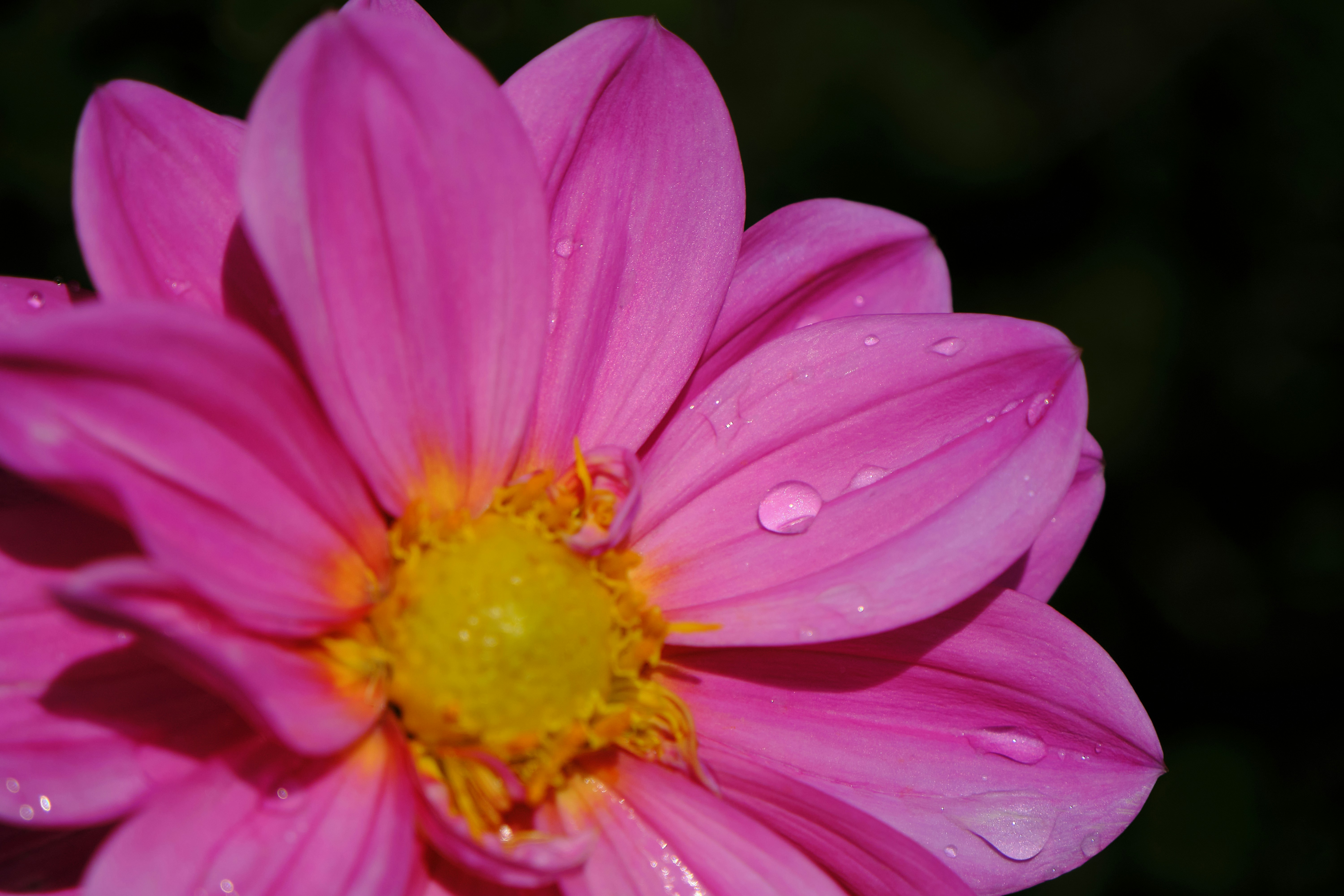 Photo by mrparalloid