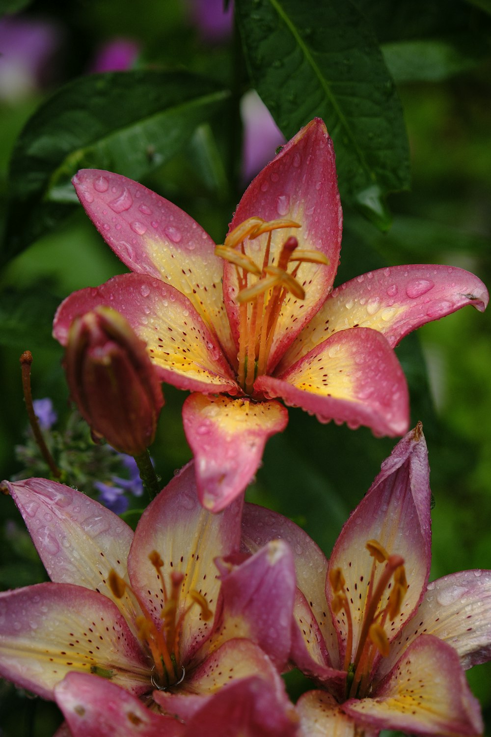 a close up of a flower