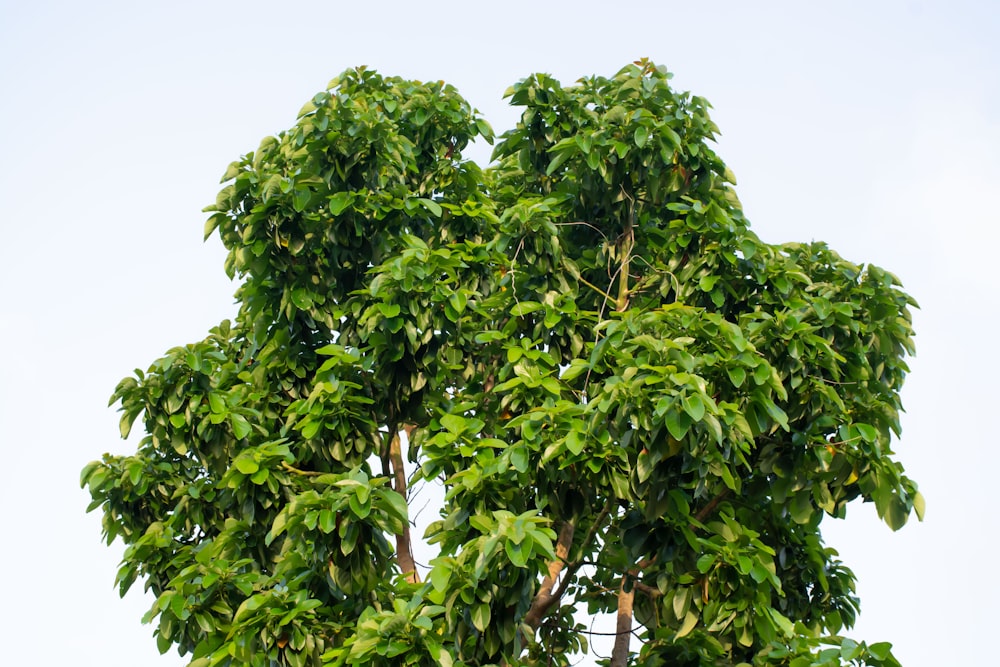 a tree with green leaves