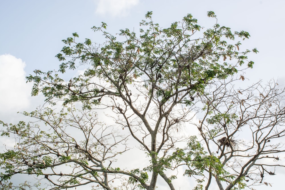 a tree with leaves