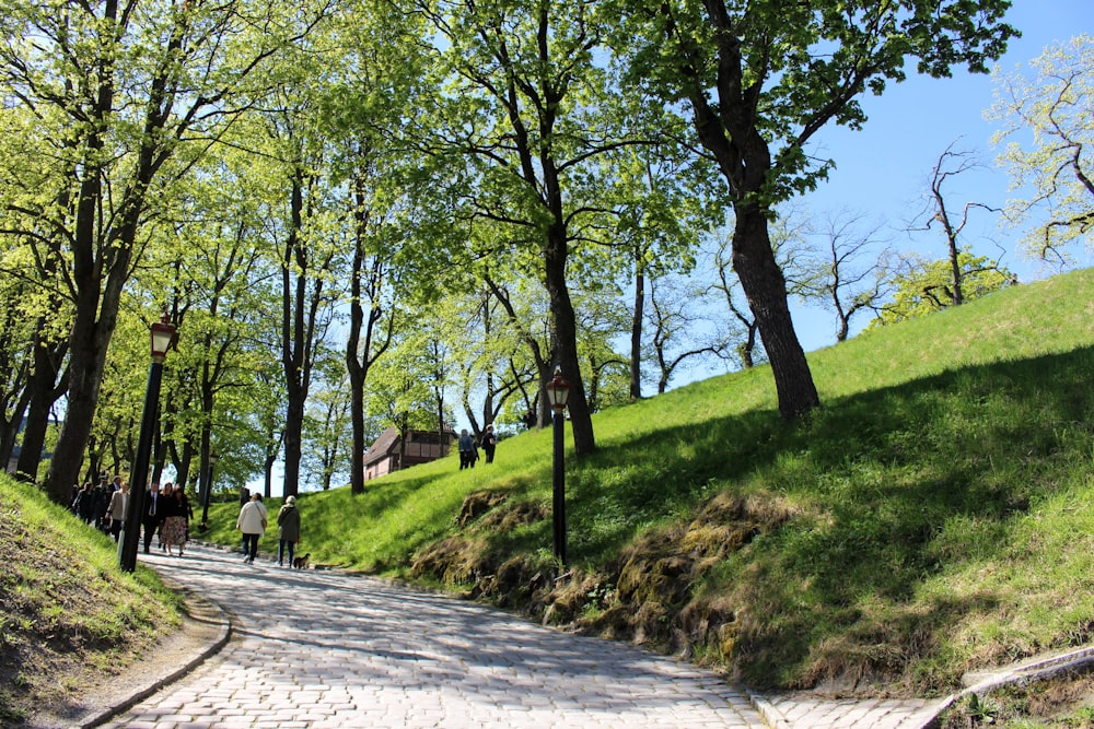 a path with trees on the side