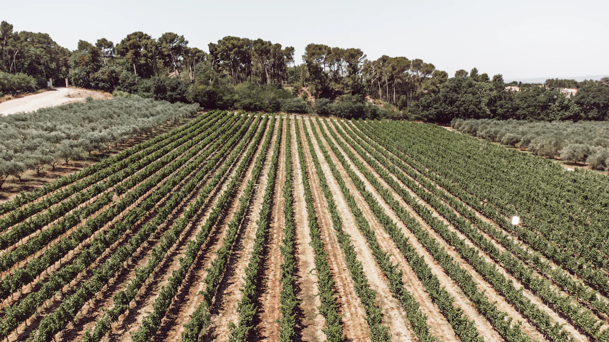Côtes de Provence
