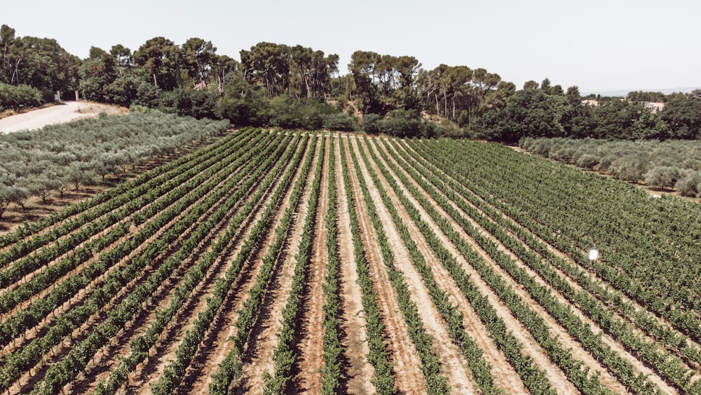 ein Feld mit Getreide