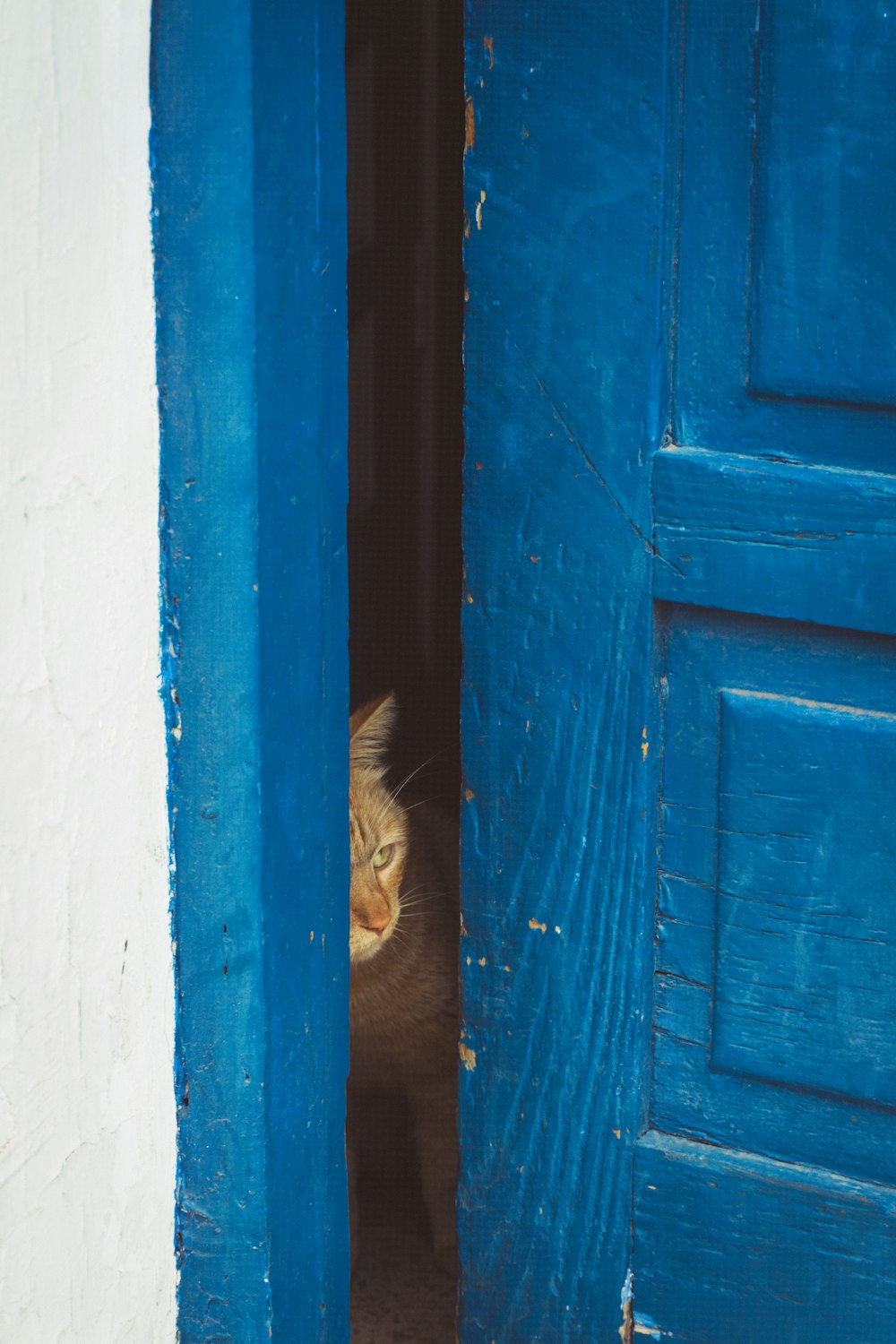 a cat looking through a blue door