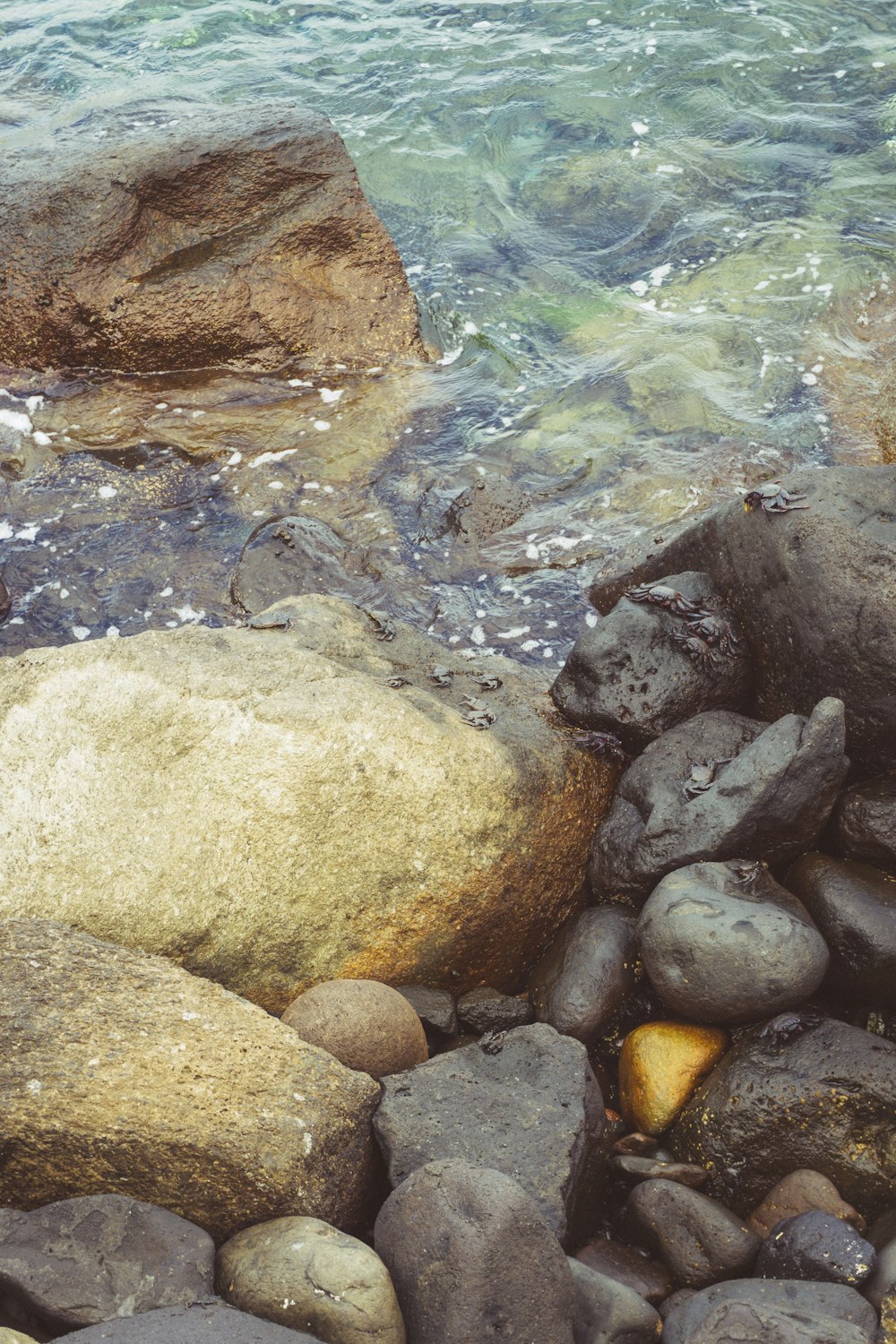 a group of seals on rocks by the water