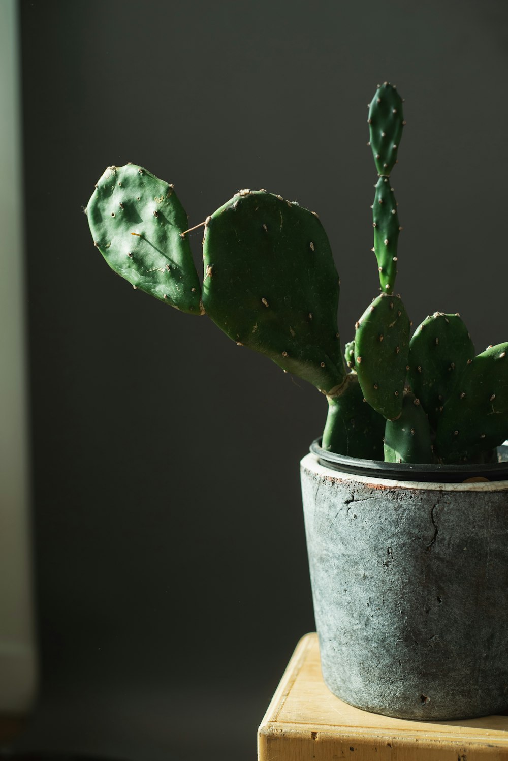 a plant in a pot