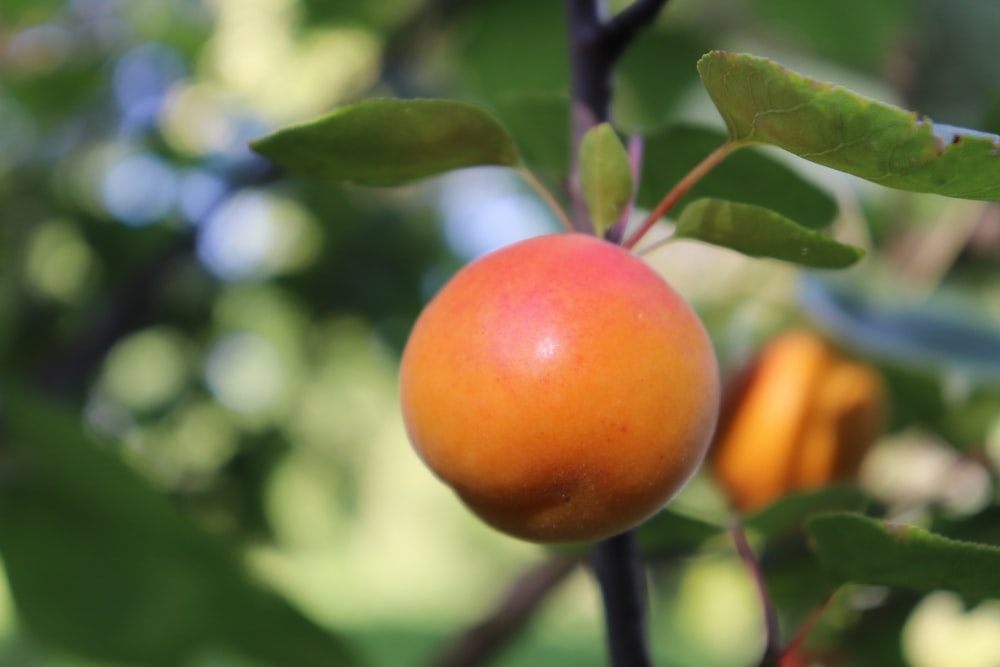 a close-up of an orange on a tree