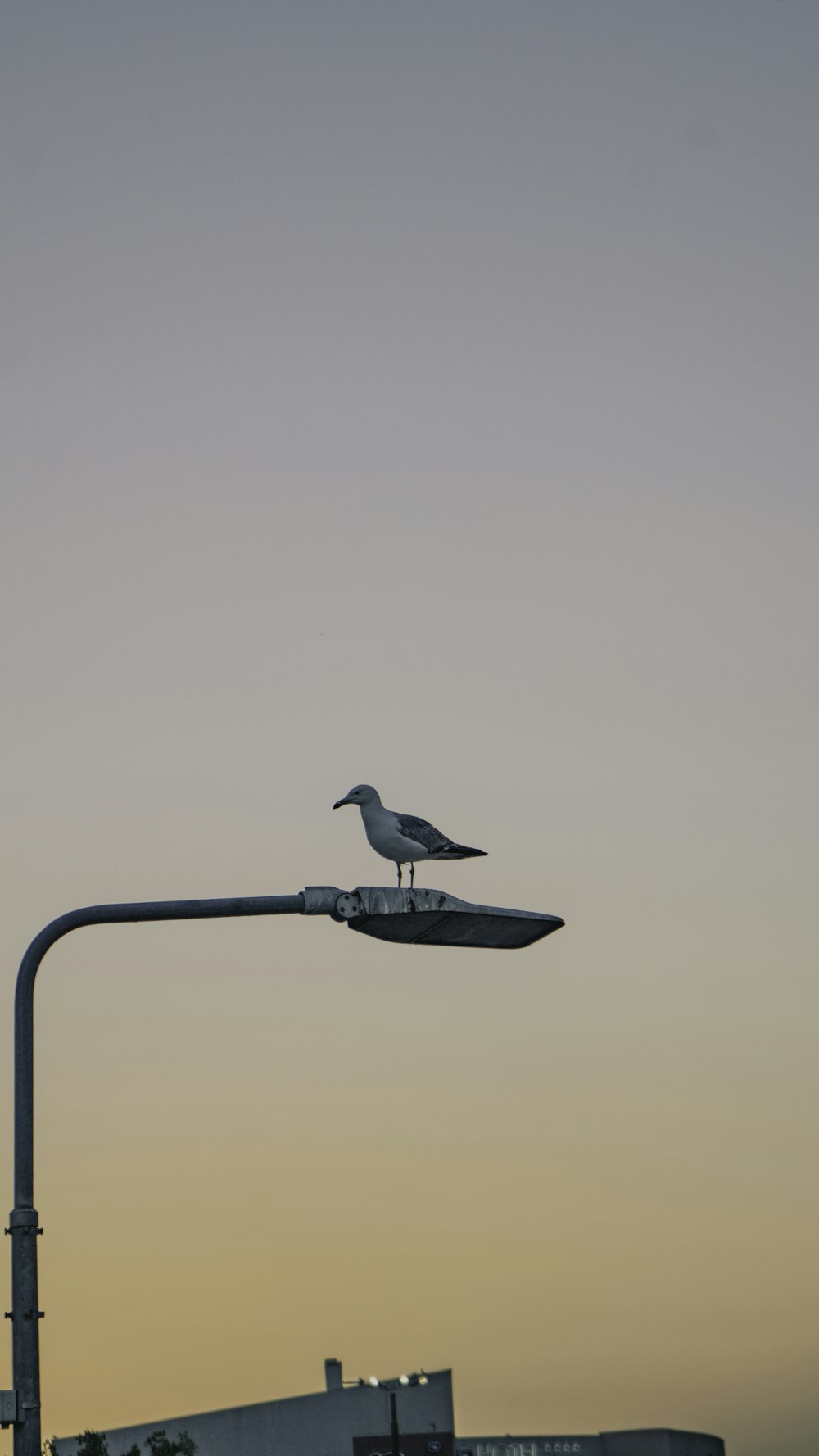 a bird on a light pole