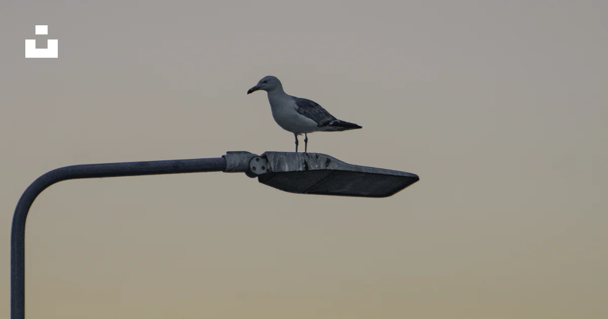 Foto Un P jaro En Un Poste De Luz Imagen Constan a Gratis En Unsplash foto-un-p-jaro-en-un-poste-de-luz-imagen-constan-a-gratis-en-unsplash