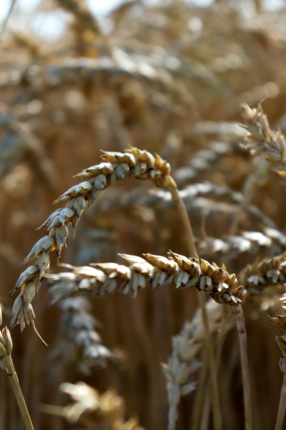 close up of a wheat