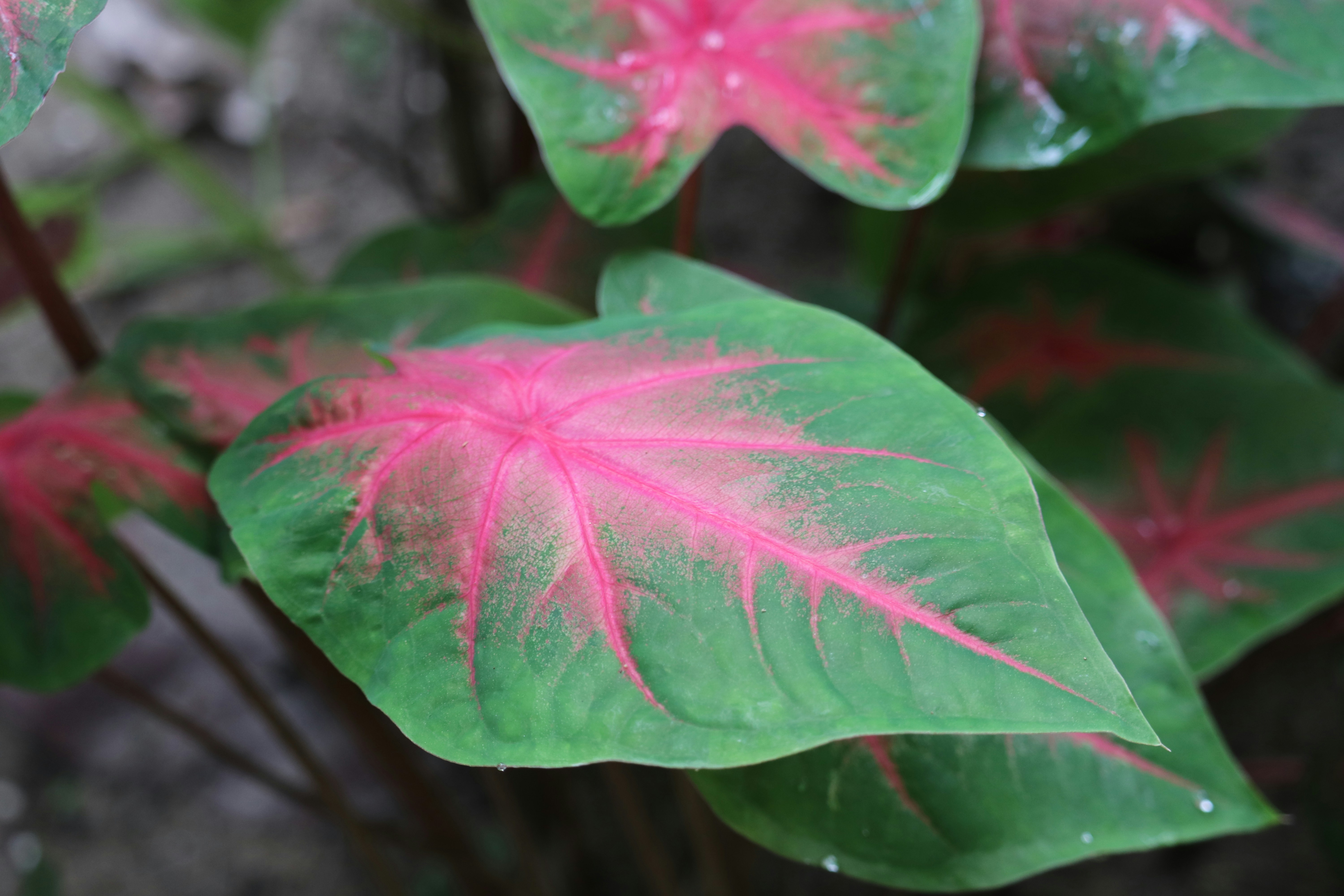 a close up of a flower