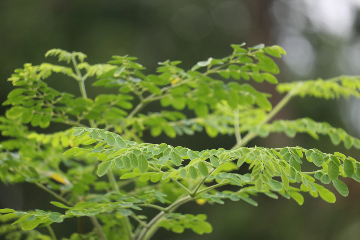 Moringa Drumstick Tree Farming India — Sahjan Ki Kheti