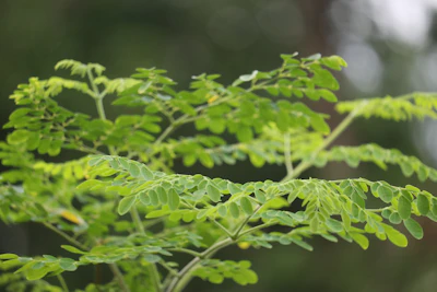 Moringa Drumstick Tree Farming India — Sahjan Ki Kheti