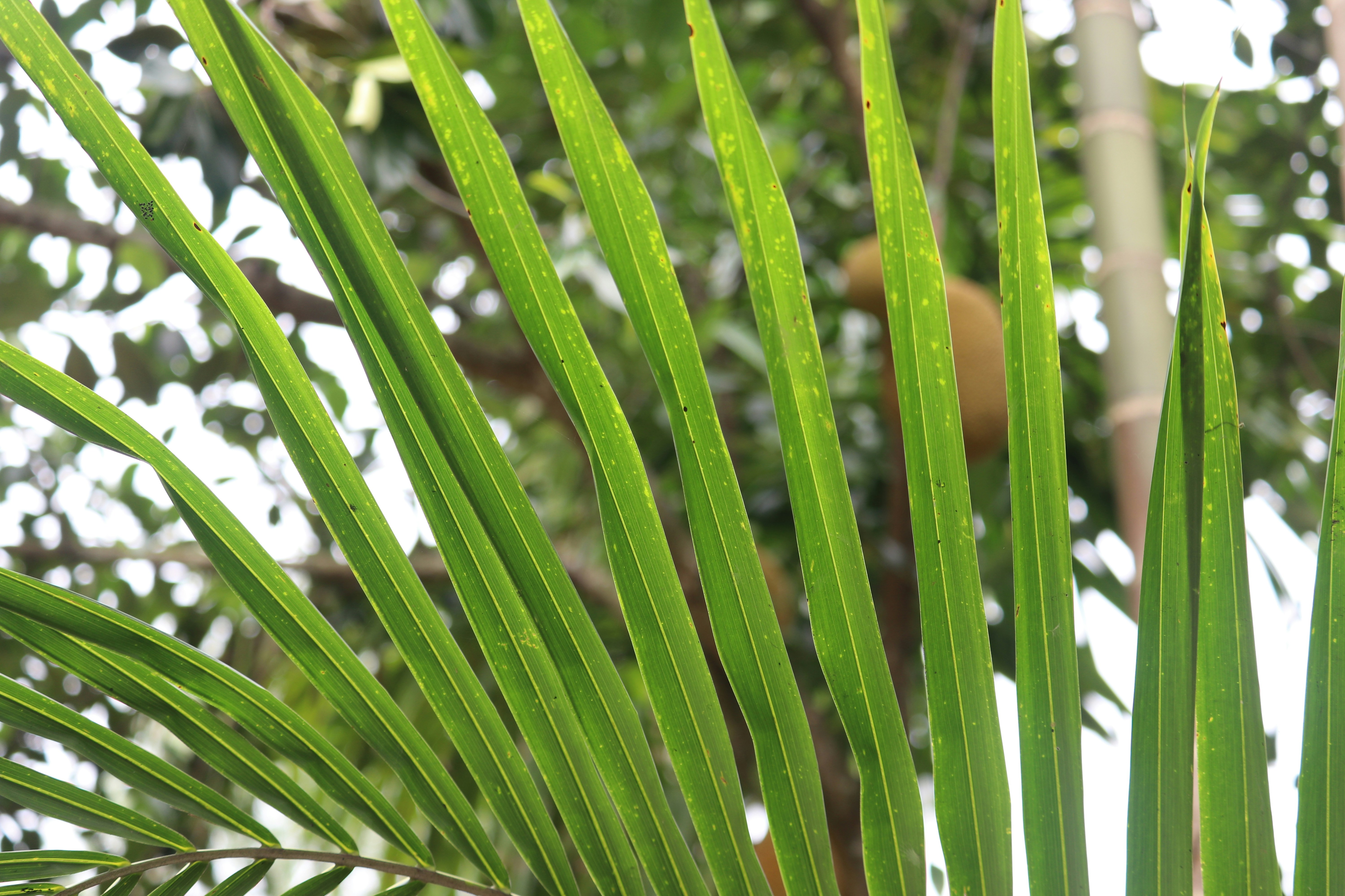 Photo by photographer_shuvo