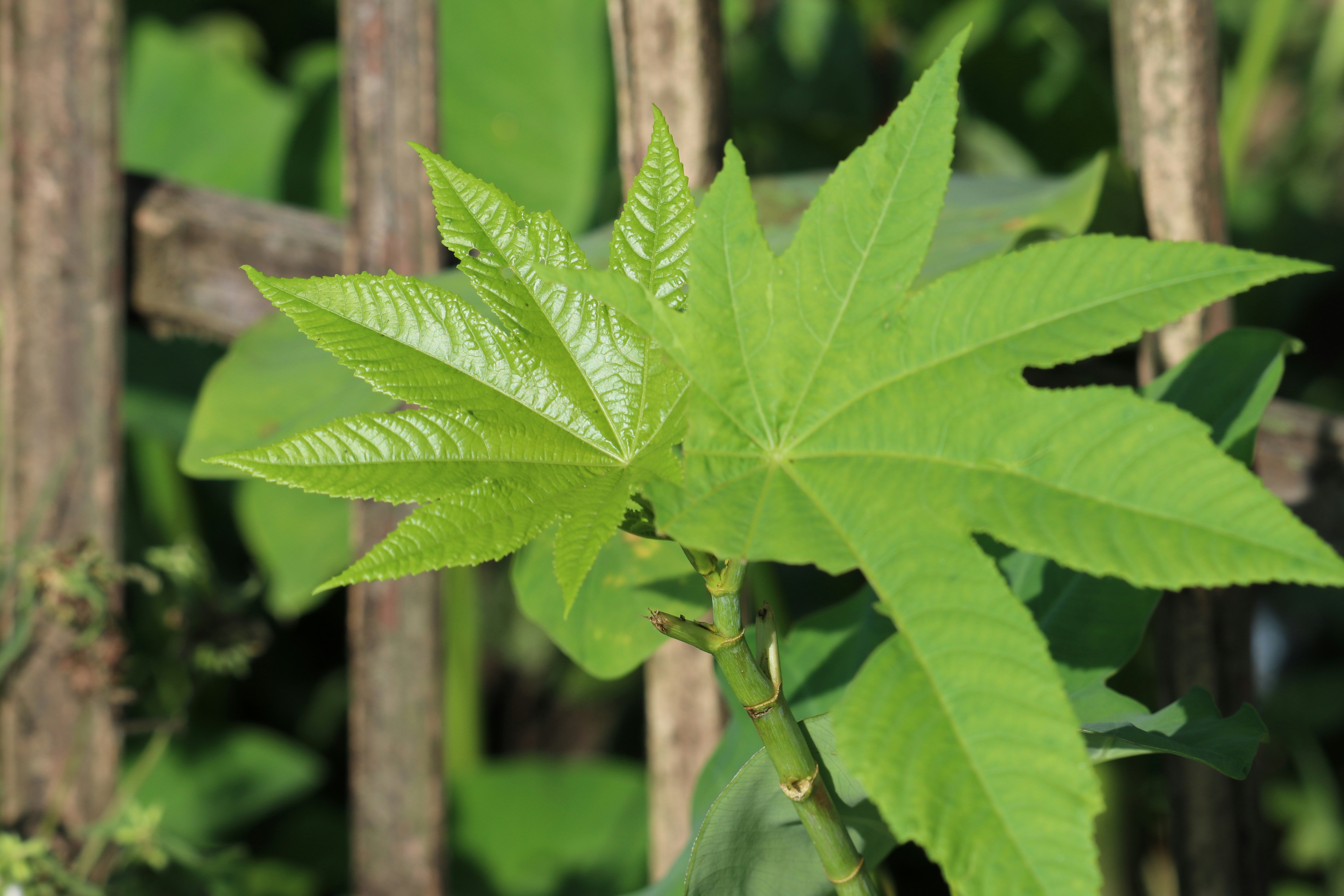 a close-up of a green leaf