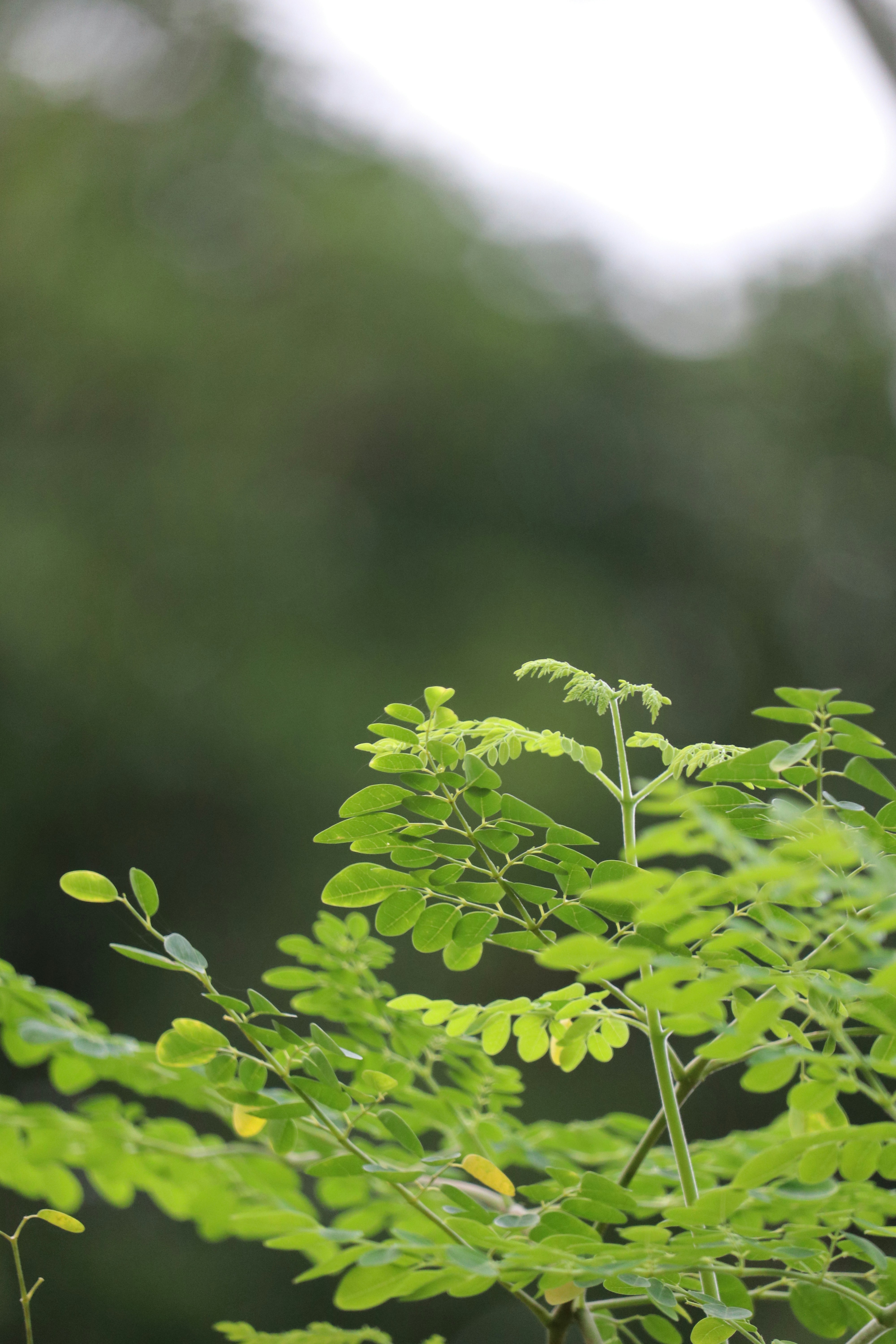 Photo by photographer_shuvo