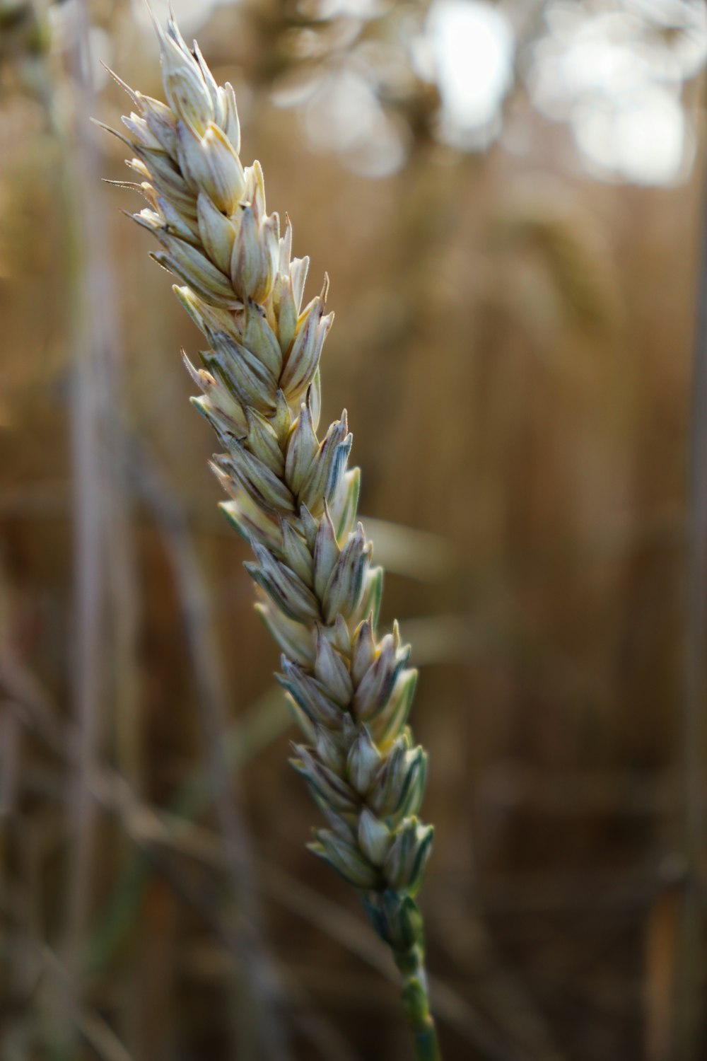 a close up of a plant