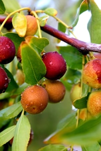 Professional photo of ripe jujube fruits hanging on a branch in Moroccan sunlight.