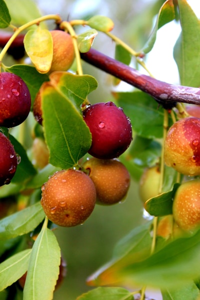 Professional photo of ripe jujube fruits hanging on a branch in Moroccan sunlight.