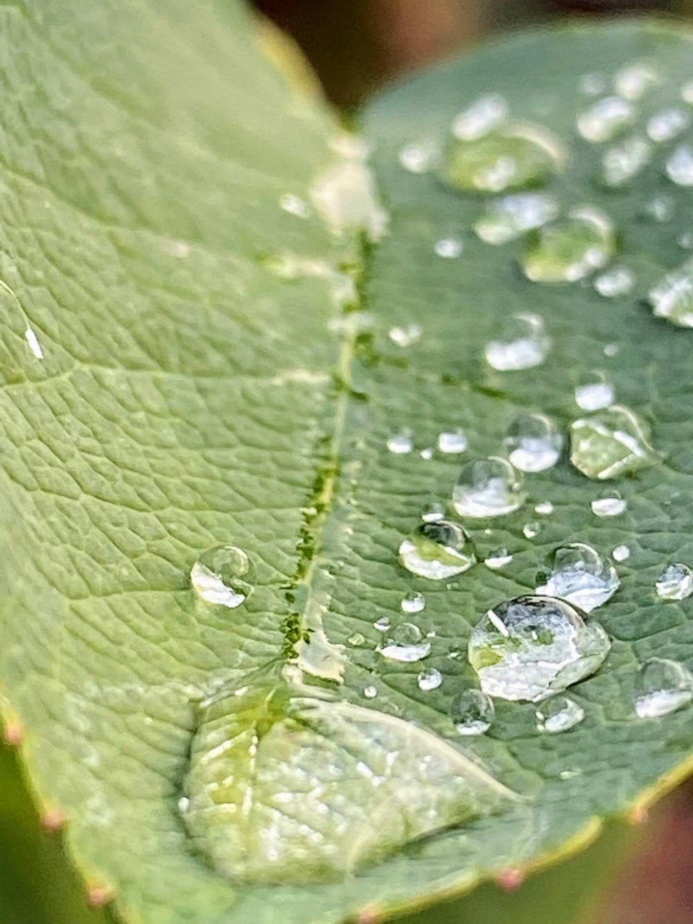 a close up of a leaf