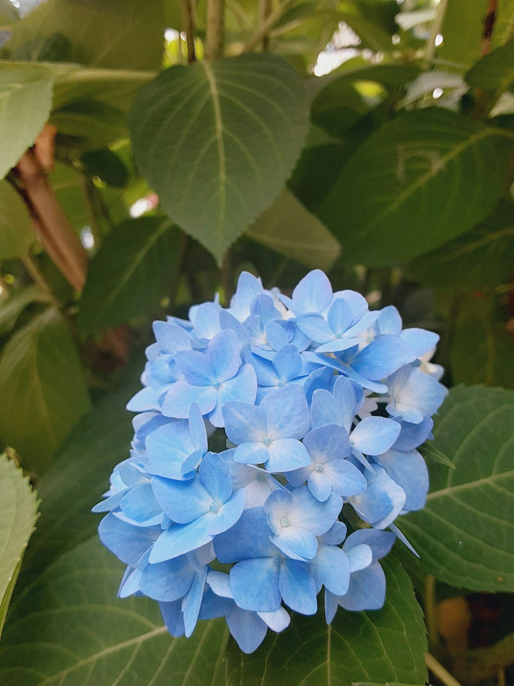 a blue flower with green leaves