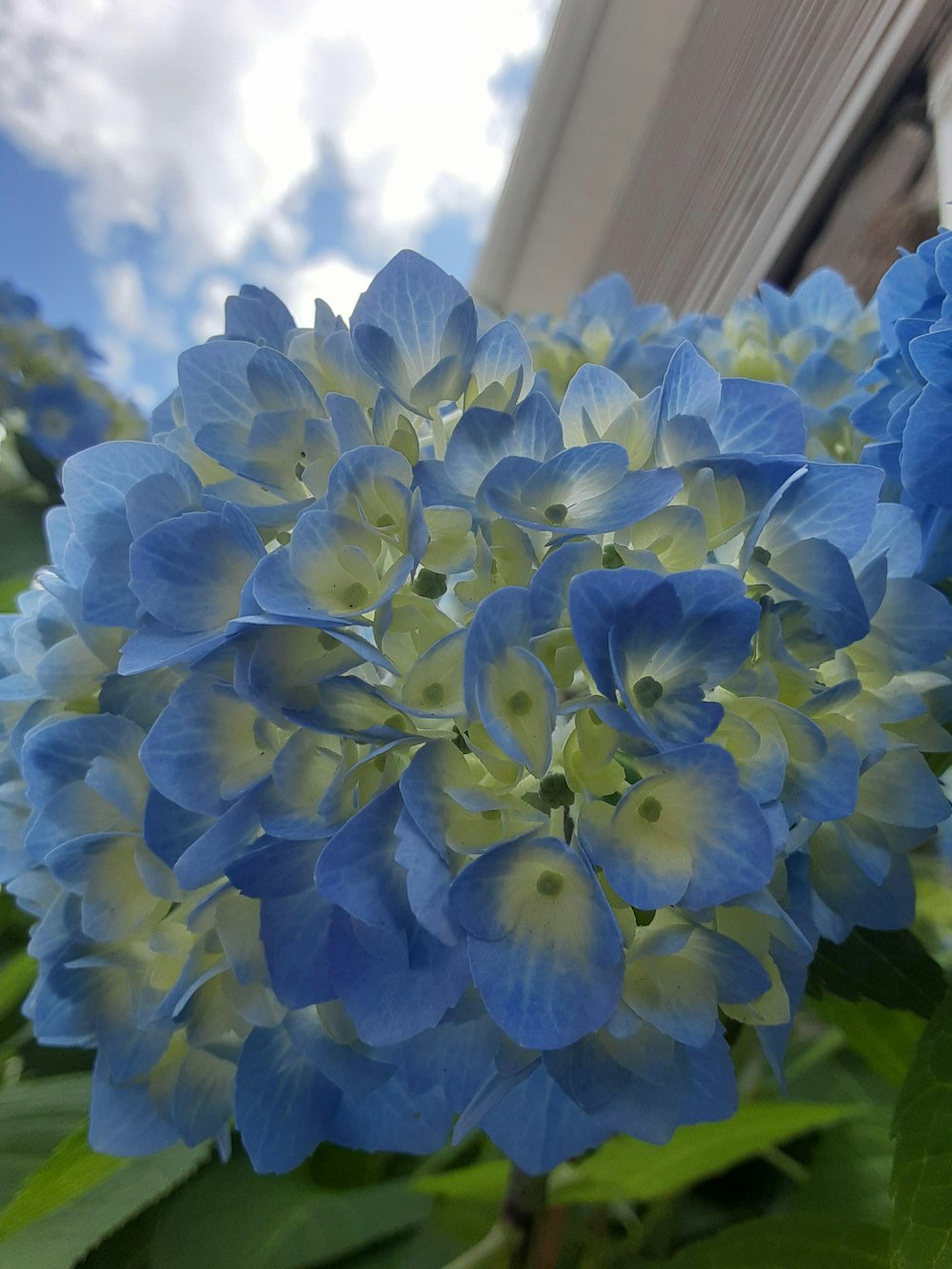 a close up of a blue flower