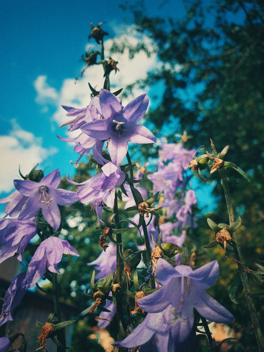 a group of flowers