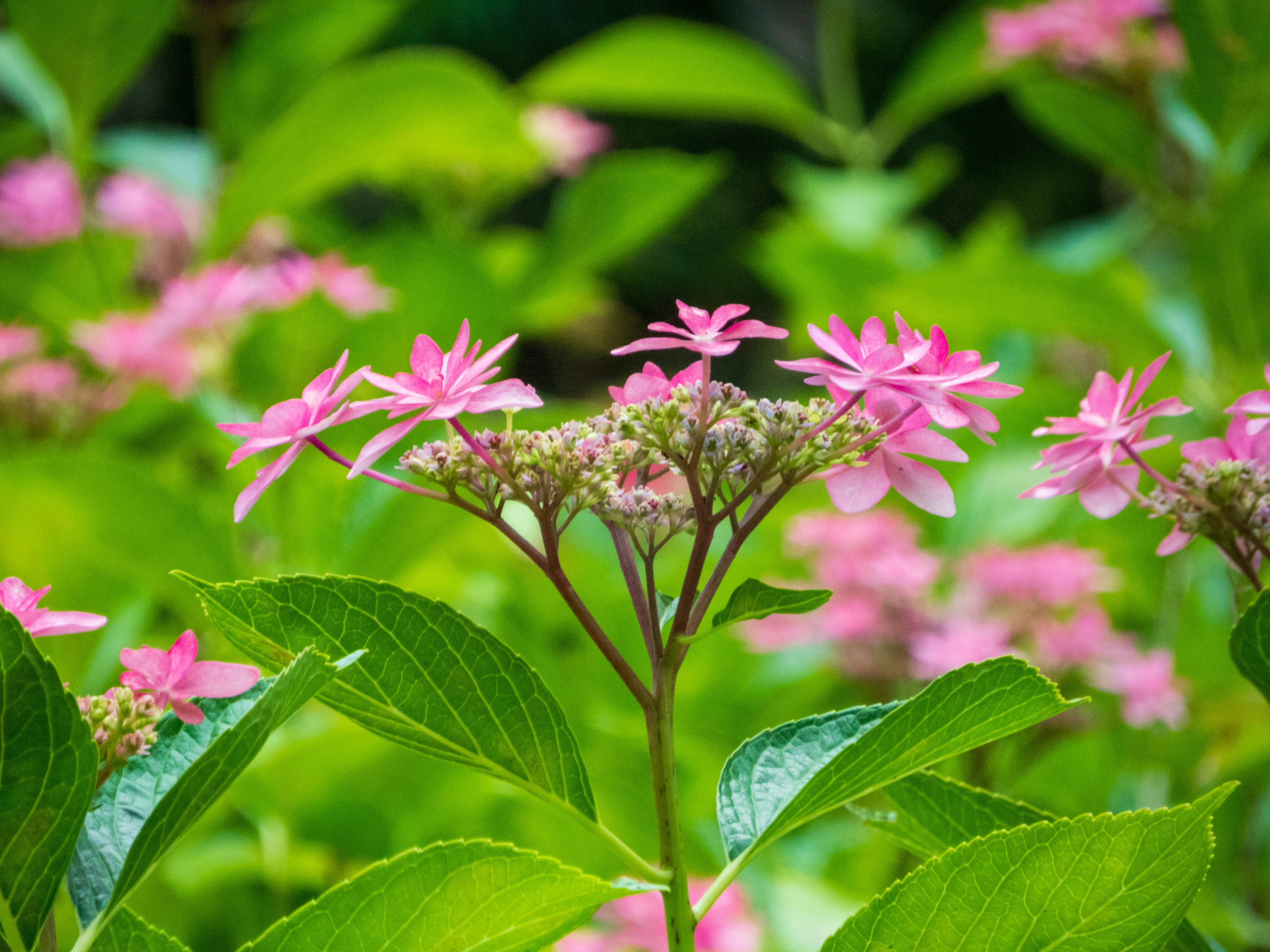 Photo by heppoko_yama