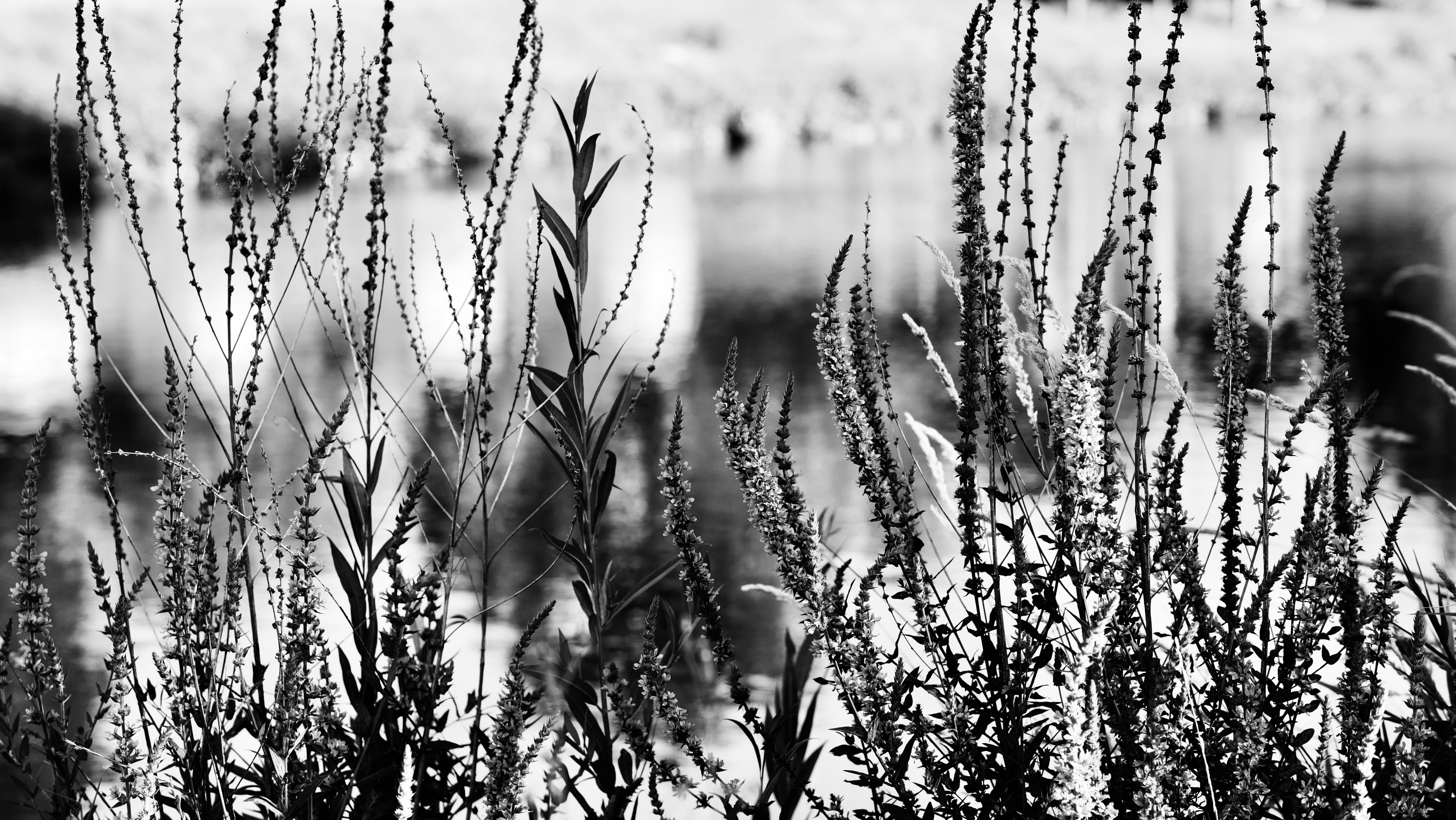 a close-up of some water droplets