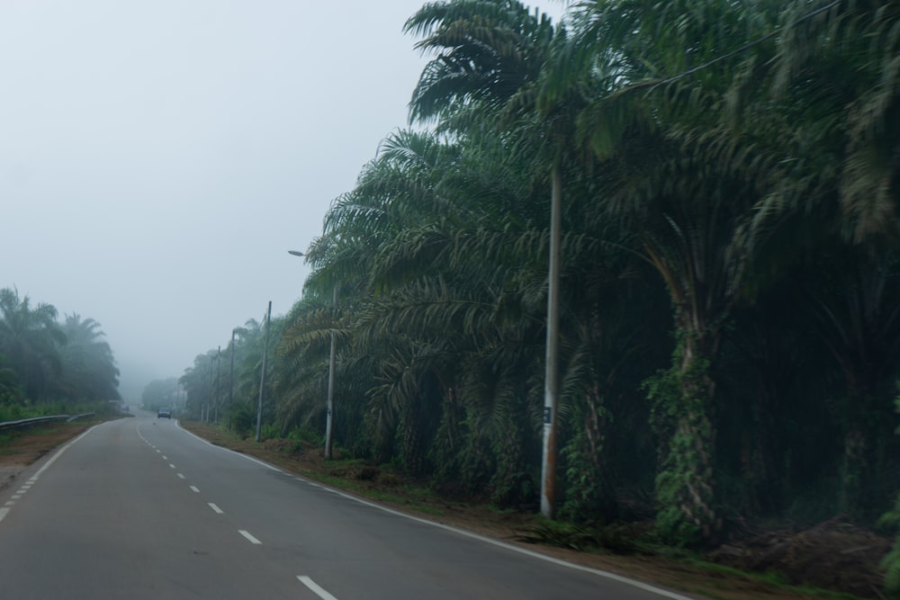 a road with palm trees on the side