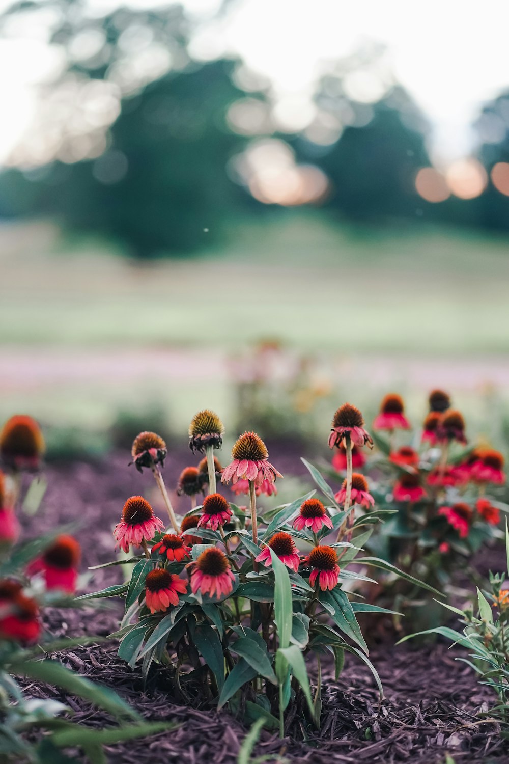 a field of flowers