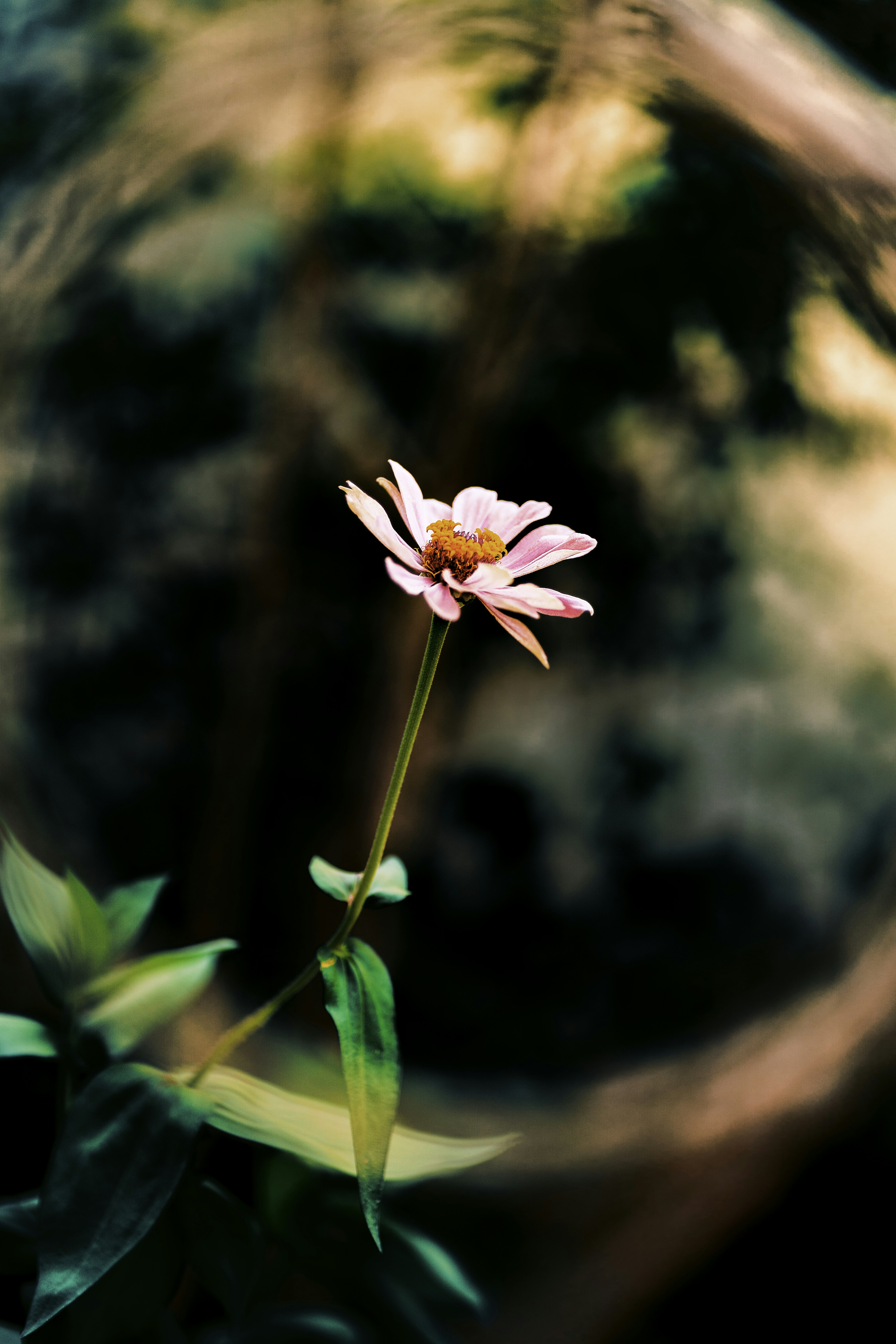 黄色い中心の花