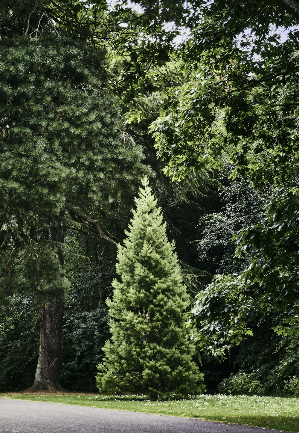 a group of trees