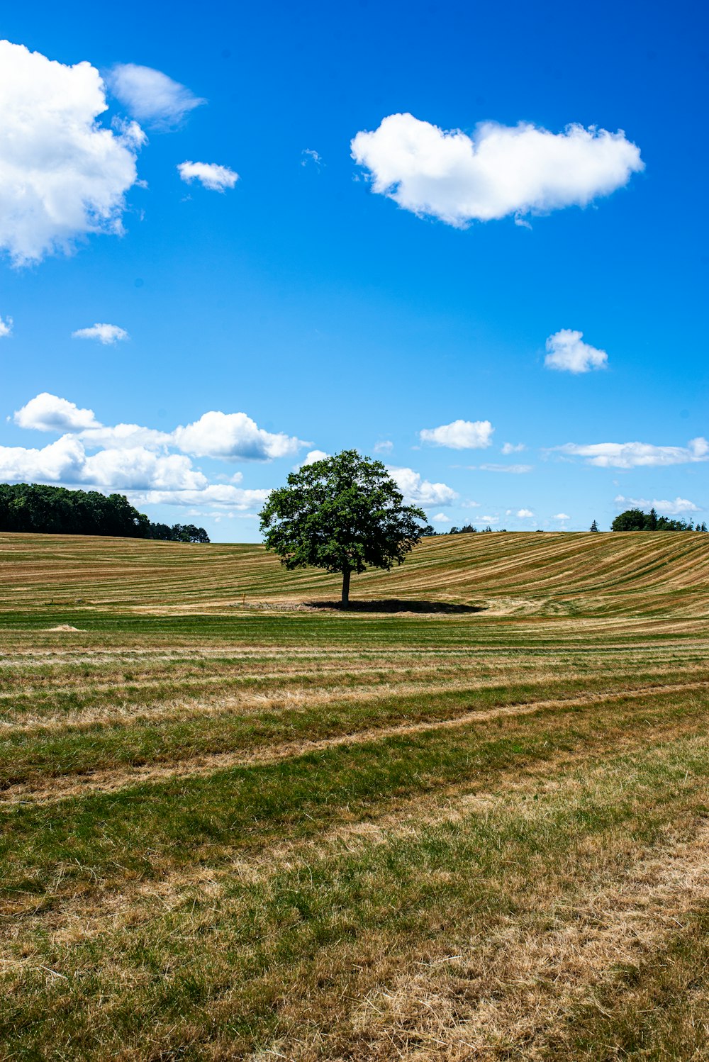 a tree in a field