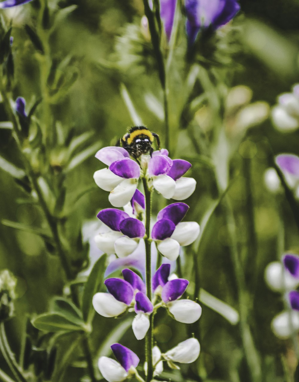 a bee on a flower