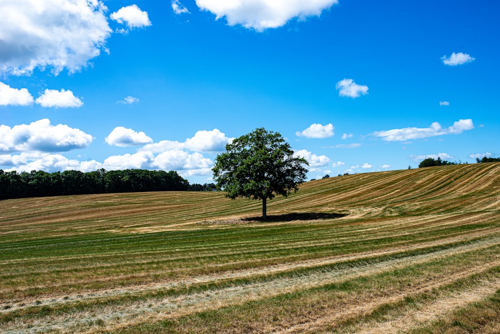 a tree in a field