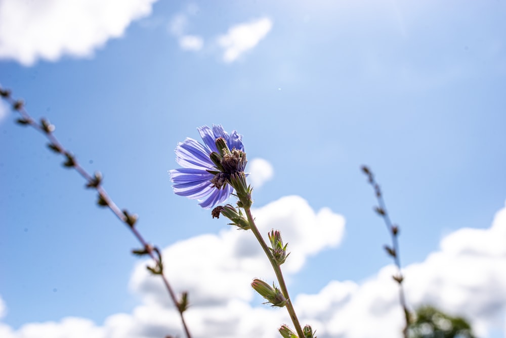 a purple flower on a branch