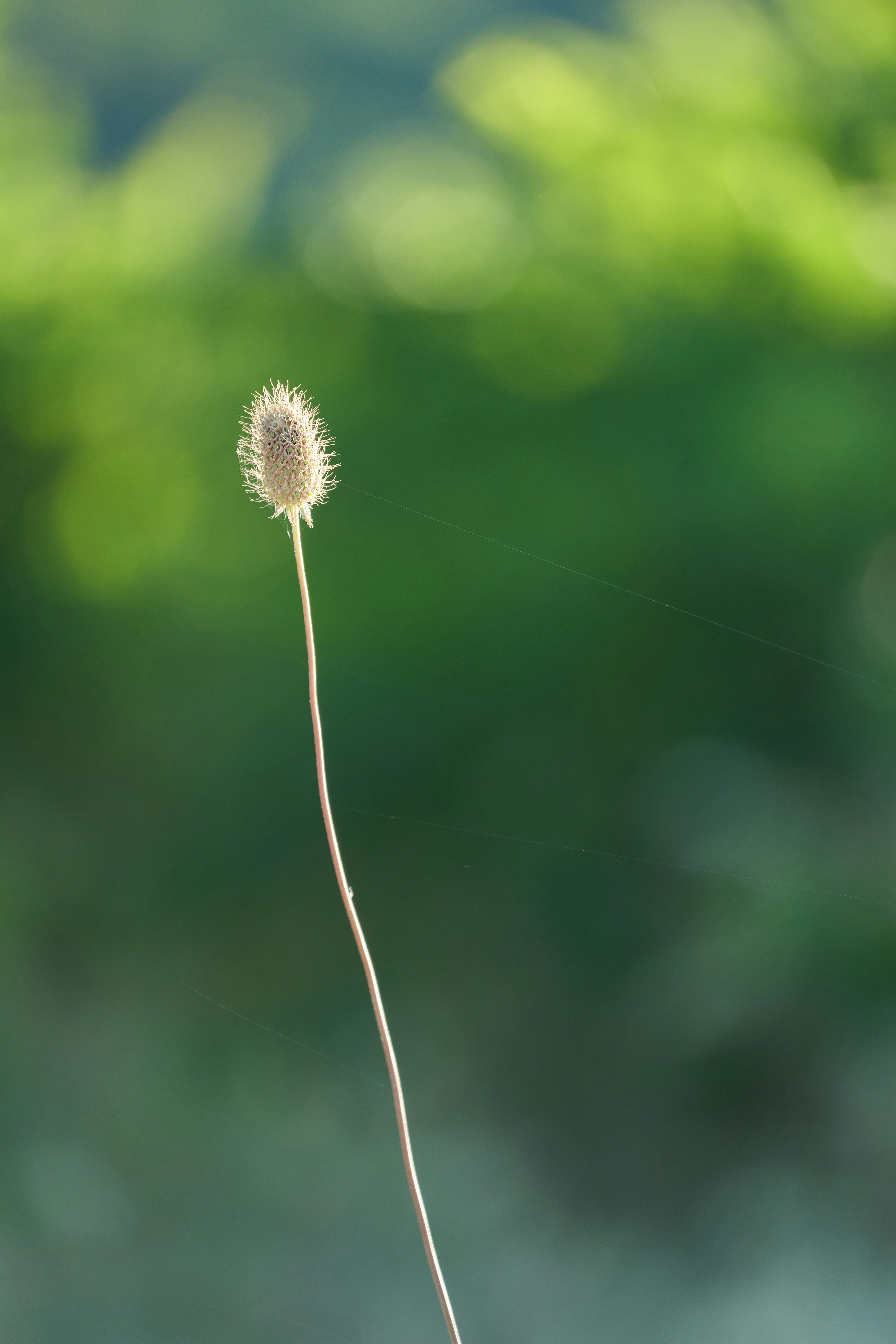 Photo by wolfgang_hasselmann