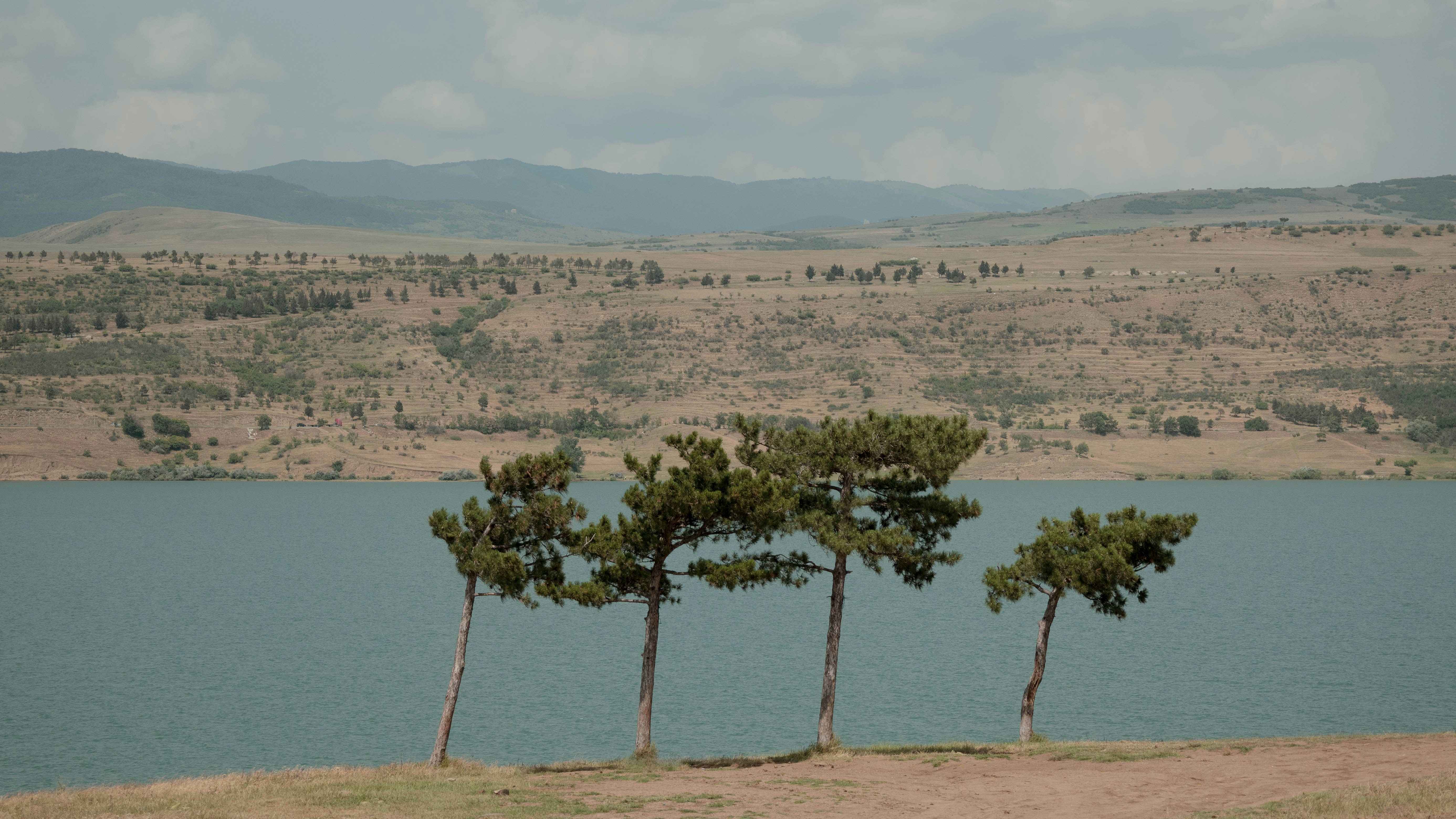 a group of trees in a body of water