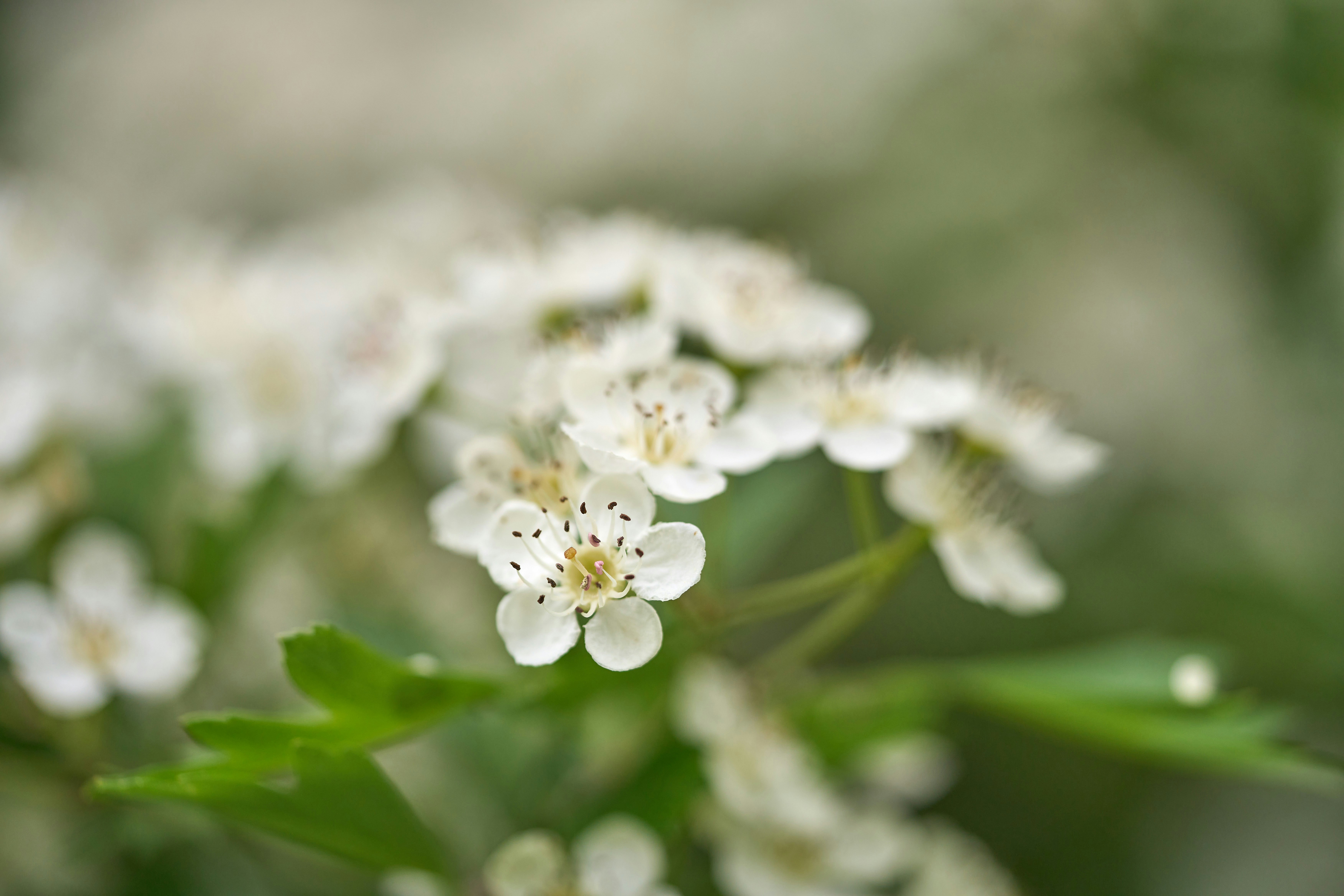 Photo by wolfgang_hasselmann