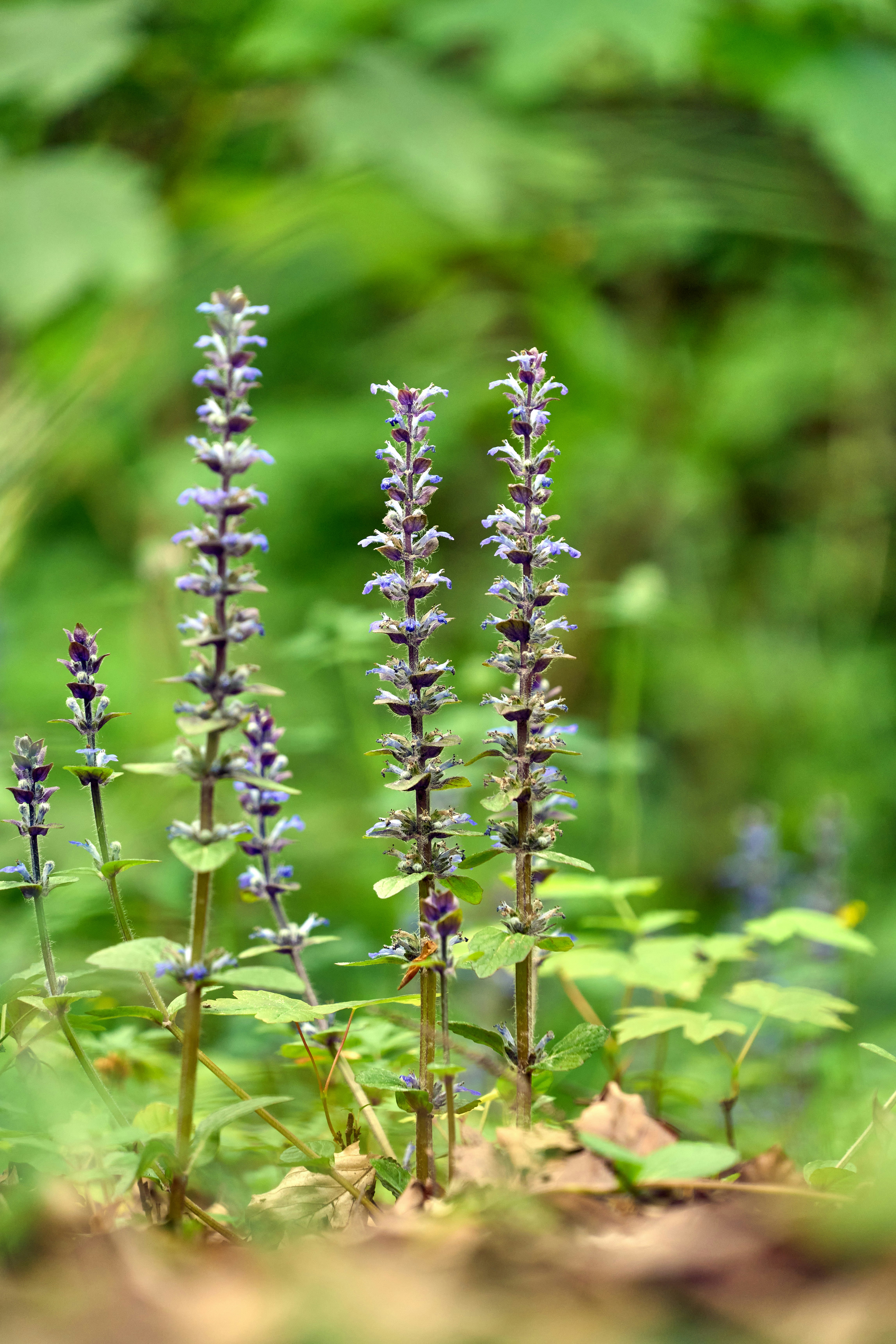 Photo by wolfgang_hasselmann