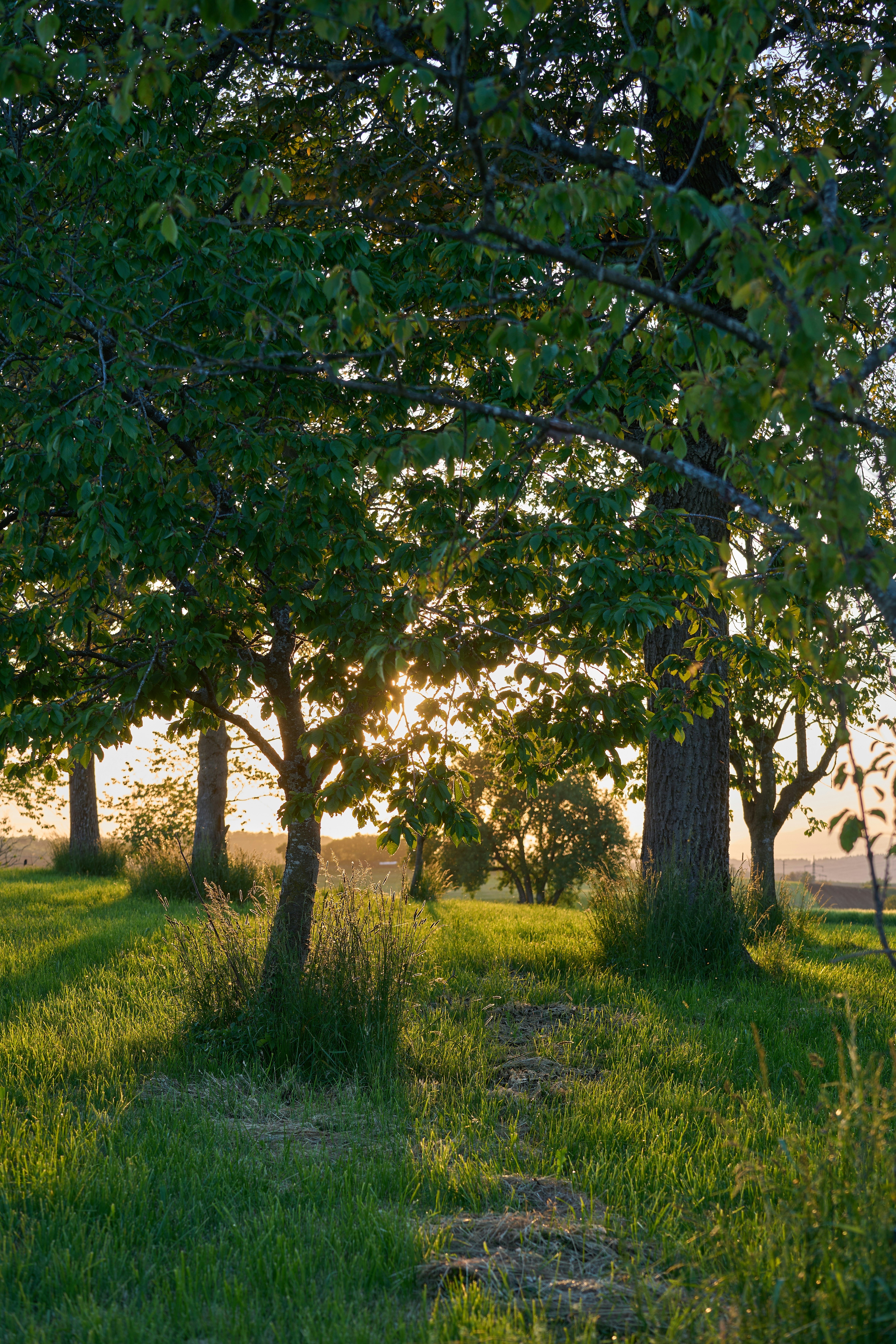 Photo by wolfgang_hasselmann