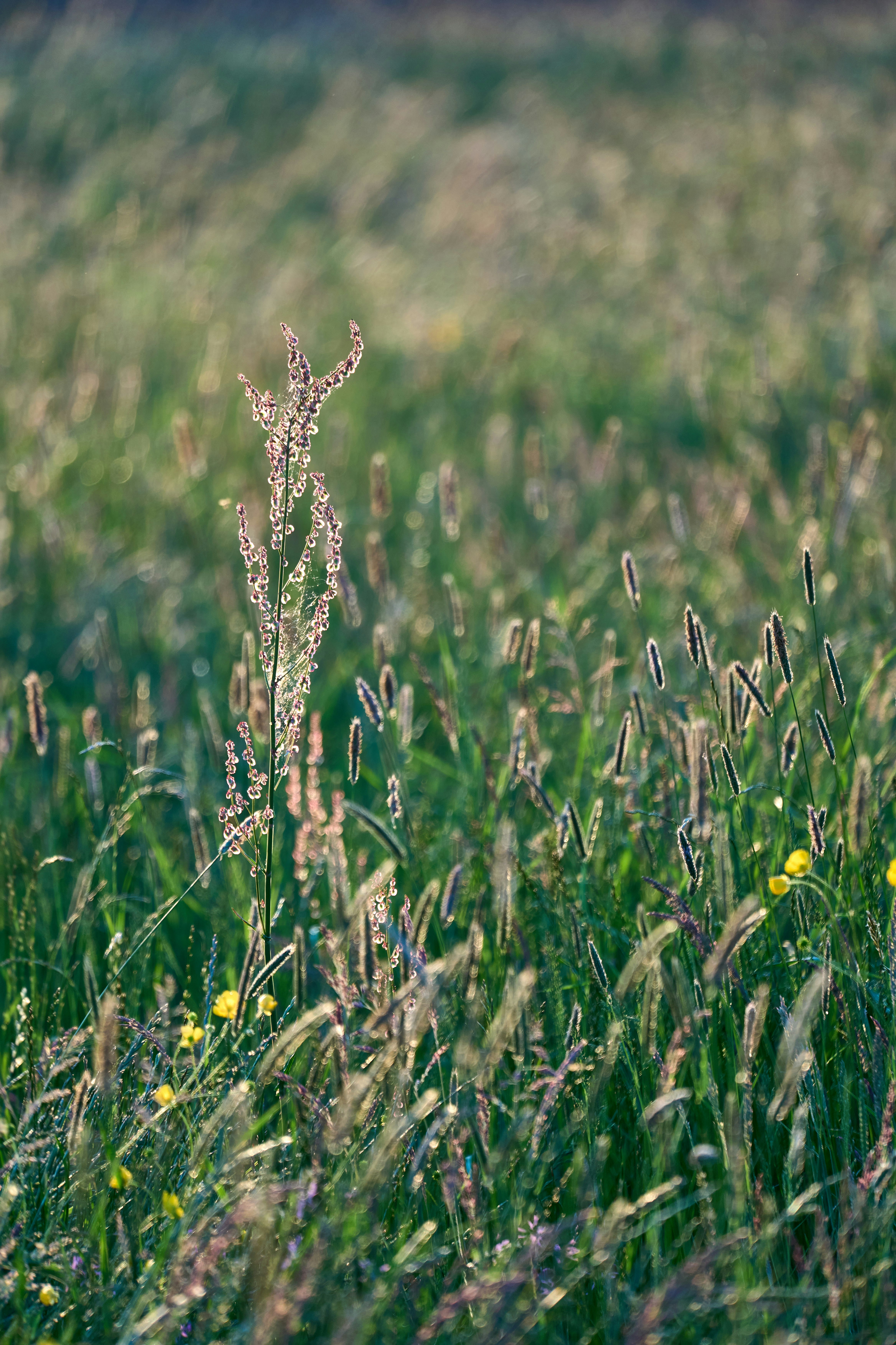 Photo by wolfgang_hasselmann